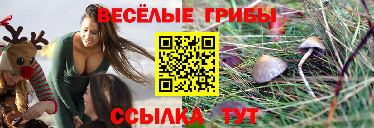 Псилоцибиновые грибы Psilocybe  Вход с VPN  Семилуки  Галлюциногенные грибы мицелий 